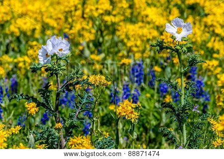 Wild White Poppies with a Few Bluebonnets and a Sea of Texas Yellow Wildflowers