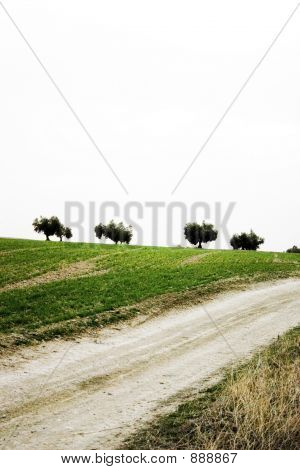 Olijfbomen en landelijke weg