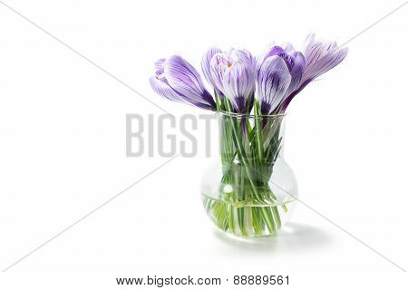 Crocuses In A Vase Isolated On White Background