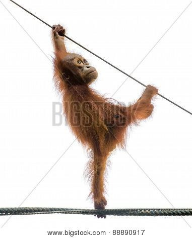 Baby Orangutang In A Funny Pose