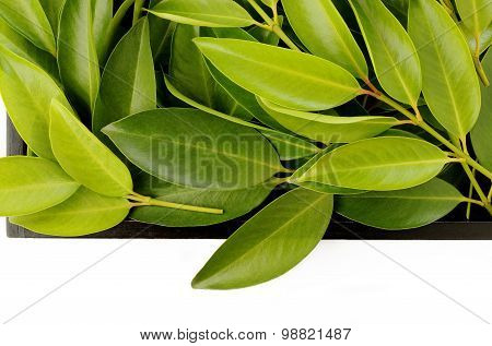 Chamuang Leaves (garcinia Cowa Roxb.) On White Background