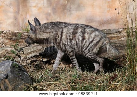 Striped hyena (Hyaena hyaena). Wild life animal. 