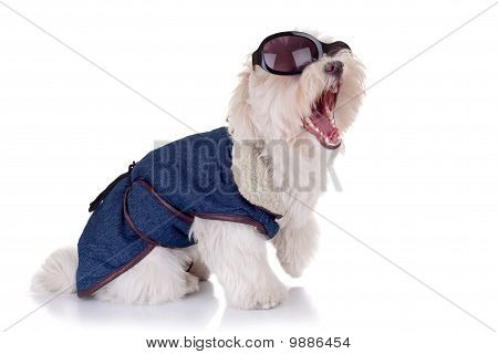 Crier Bichon maltais