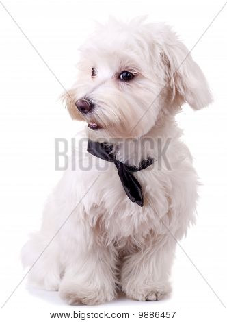 Bichon maltesiske