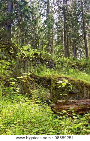 Green Moss On The Rock In Forest
