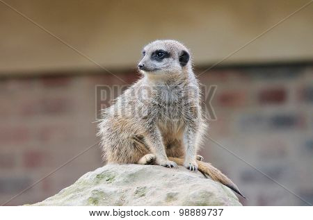 Meerkat Close Up