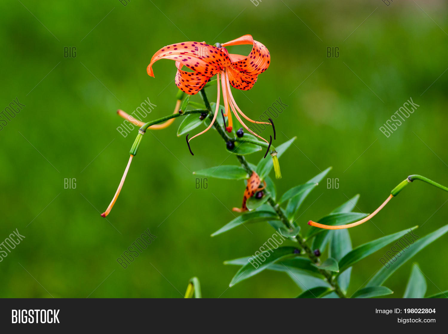 Last Tiger Lily Bloom Image & Photo (Free Trial) Bigstock