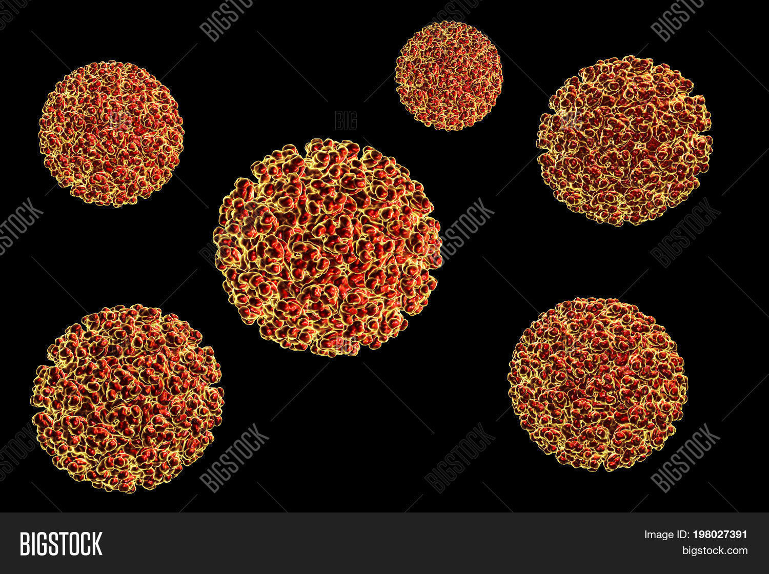 Ross River Virus, 3D Image & Photo (Free Trial) Bigstock