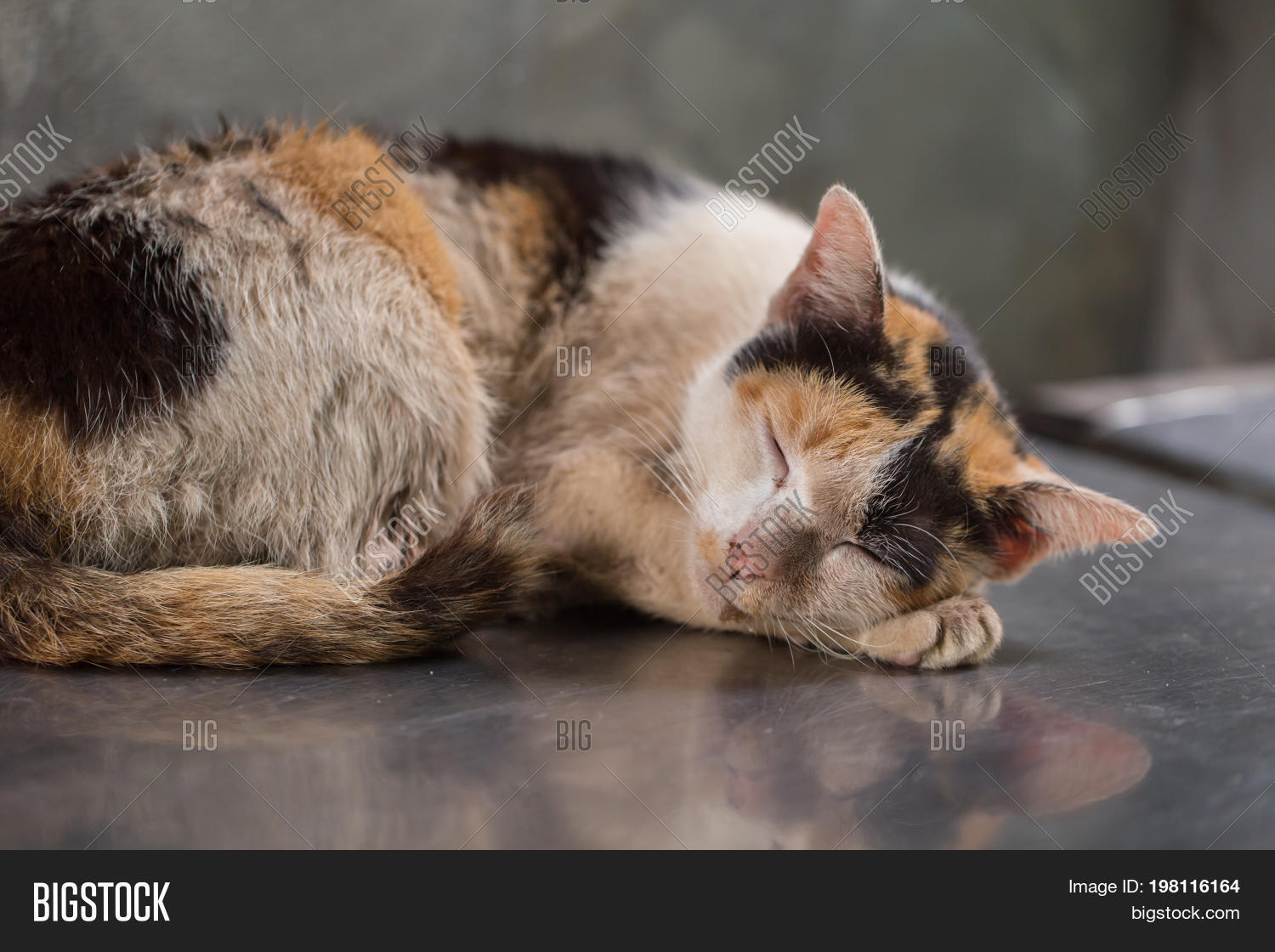 Sleeping Kitten Dirty Image & Photo (Free Trial) Bigstock
