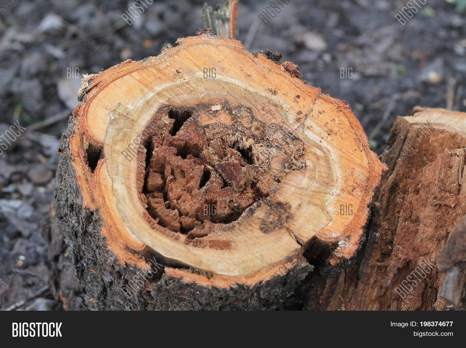 Сut Old Tree Trunk Image & Photo (Free Trial) Bigstock