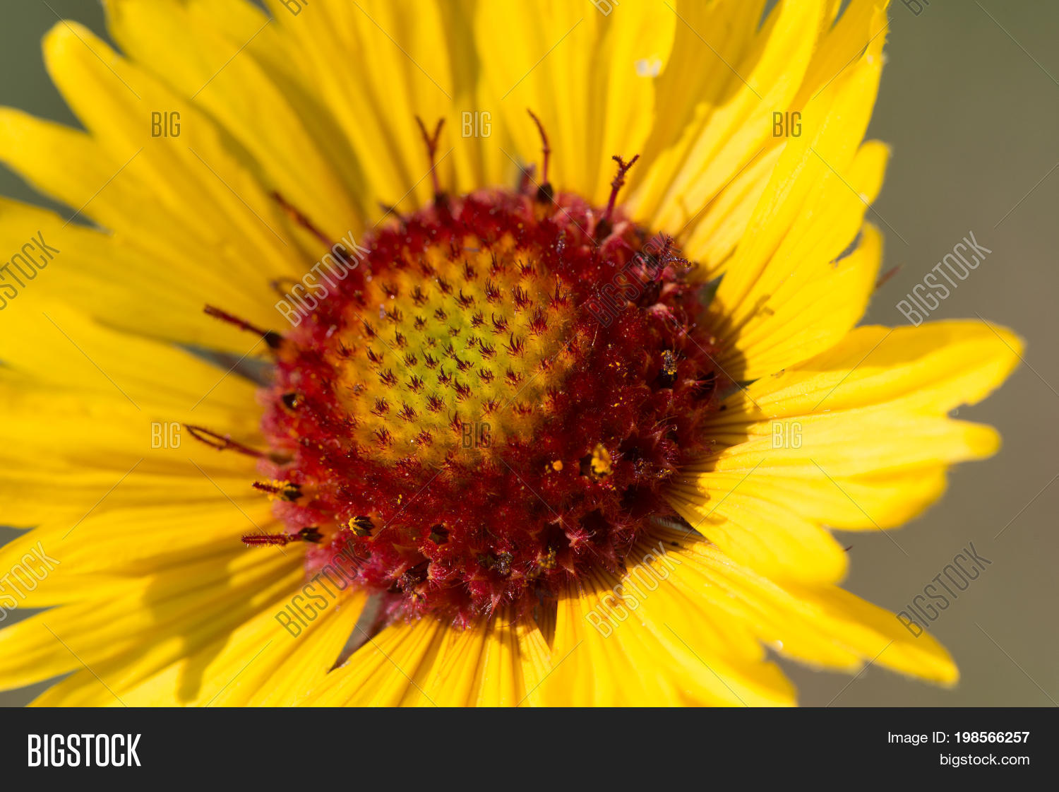 Yellow Blanket Flower Image & Photo (Free Trial) Bigstock
