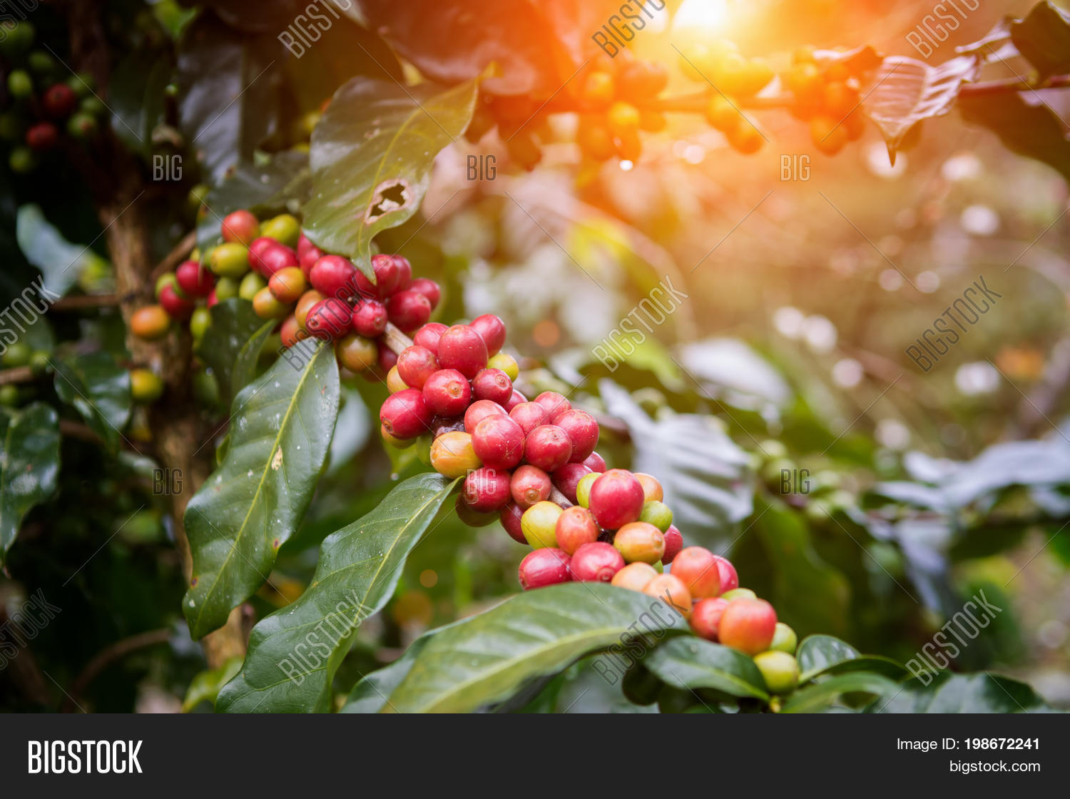 Coffee Beans On Trees Image & Photo (Free Trial) Bigstock