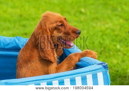 Bloodhound - a hunting breed of dogs. Head with open jaws against the background of green blurred grass, a look forward to a close-up. Space under the text. 2018 year of the dog in the eastern calendar