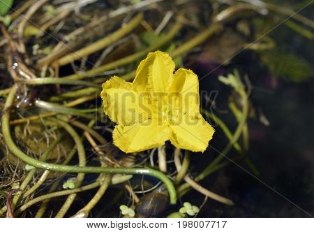 Fringed Water-lily - Nymphoides peltata Common garden pond plant