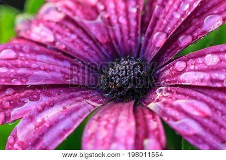Violet gerbera flower on white isolated background with clipping path. Closeup. no shadows. For design. Nature.