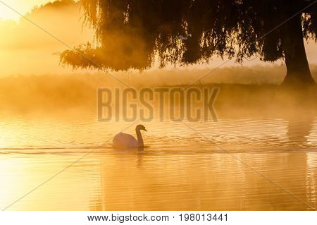 Silhouette Of A Single Mute Swan (cygnus Olor) On A Calm Peacful Misty Foggy Lake At Golden Sunrise