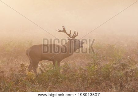 Red Deer Stag (cervus Elaphus) Roaring Bellowing Calling Showing Breath, On A Cold Morning