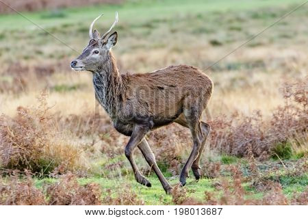 Young male Red Deer (Cervus elaphus) buck or pricket running