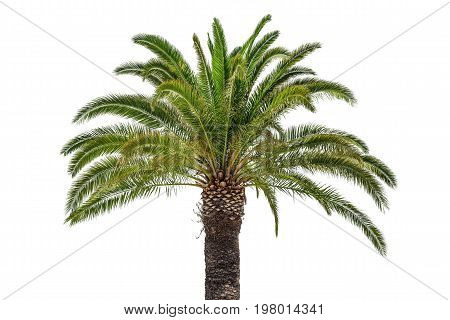 Coconut palm tree isolated on white background.