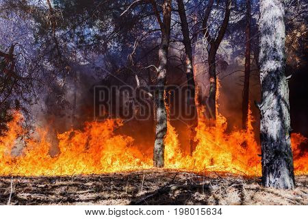 Forest fire. fallen tree is burned to the ground a lot of smoke when wildfire