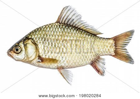 Fish isolated on white background, golden crucian with scales