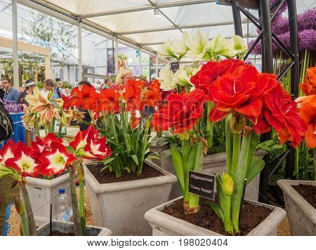 LONDON UK - MAY 25 2017: RHS Chelsea Flower Show 2017. Visitors at alliums and hippeastrums display.