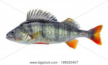 Fish perch with scales fresh raw isolated