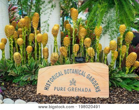 LONDON UK - MAY 25 2017: RHS Chelsea Flower Show 2017. Zingiber spectabile display.