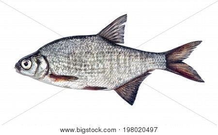 Fish silver bream with scales isolated on white background (Blicca bjoerkna)