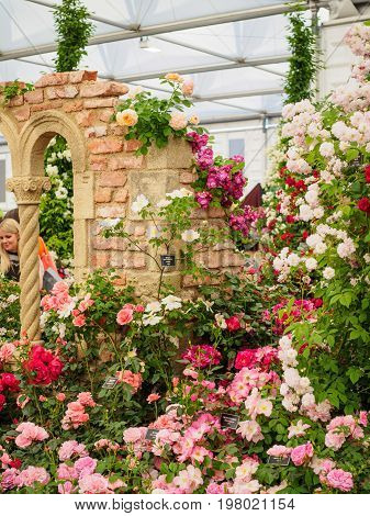 LONDON UK - MAY 25 2017: RHS Chelsea Flower Show 2017. Visitors observing variegated roses displays.
