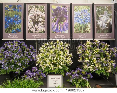 LONDON UK - MAY 25 2017: RHS Chelsea Flower Show 2017. Agapanthus display.