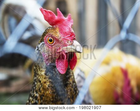 Group of chickens going out from coop