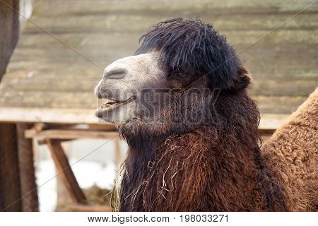 Funny fluffy laughing camel in the zoo close up