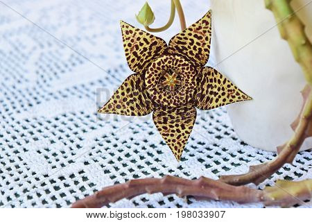 Exotic starfish cactus flower in all its beauty