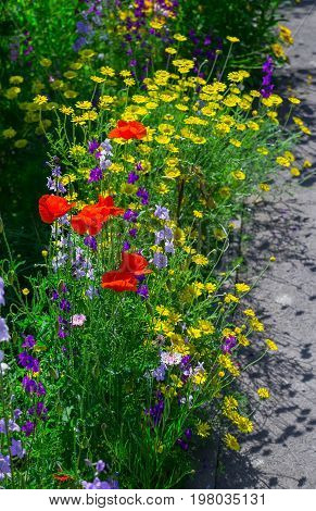 Close up of a coreopsis pubescens called star tickseed, poppy and delphinium. Yellow lanceleaf coreopsis (tickseed or sand) in colourful flower border with a delphinium high (Delphinium elatum L.).