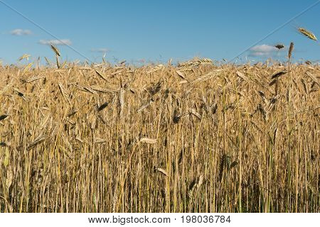Ripe Yellow Wheat Close-up And Blue Sky