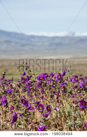 Flowering Desert (spanish: Desierto Florido) In The Chilean Atacama. The Event Is Related To The El