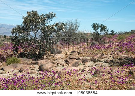 Flowering Desert (spanish: Desierto Florido) In The Chilean Atacama. The Event Is Related To The El
