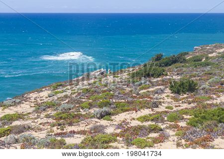 Flowers Over Cliffs On The Beach,  Vila Nova De Milfontes