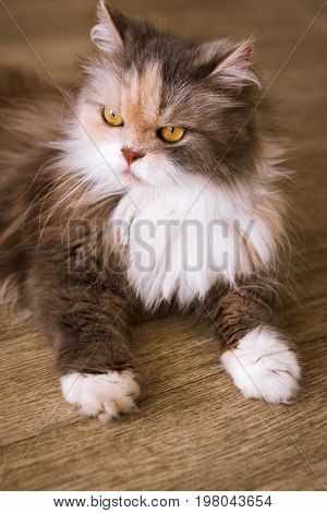 Bushy cat laying on wooden floor. Long-haired family pet with fluffy fur and yellow eyes, close up portrait