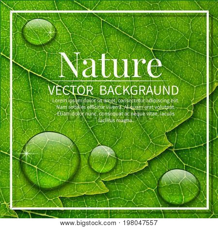 Vector Water Drops On Green Leaf Macro Background.