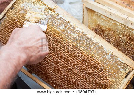 Honeycomb will open unwaxing fork beekeeper uncapped for harvest golden delicious honey. Close up