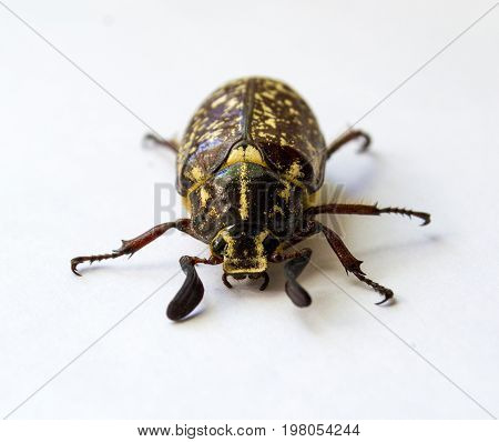 Polyphylla fullo. Beetle Polyphylla fullo on a white background