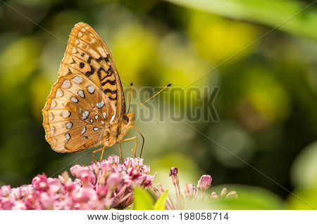 A Great Spangled Fritillary feeding on a flower.