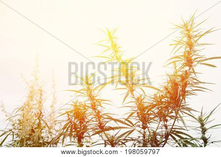 Bush Flowering herb hemp with seeds and flowers with a sun glint on a dark green background. Concept breeding of marijuana, cannabis, legalization.