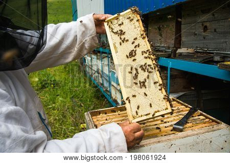 The beekeeper keeps a frame with honey sealed with wax on which bees sit