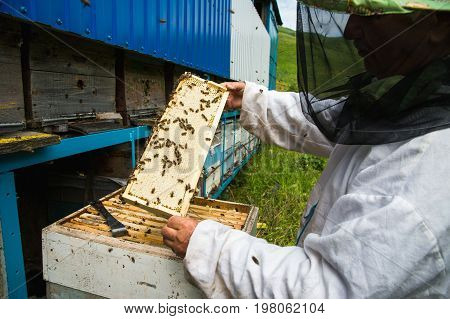 The beekeeper keeps a frame with honey sealed with wax on which bees sit