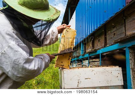 The beekeeper keeps a frame with honey sealed with wax on which bees sit