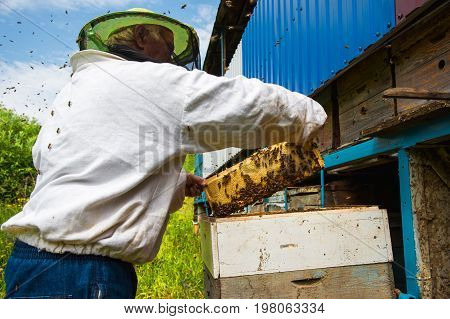The beekeeper keeps a frame with honey sealed with wax on which bees sit