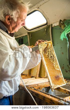 The beekeeper separates the wax from the honeycomb frame. A special knife for separating the wax from the frame with honey
